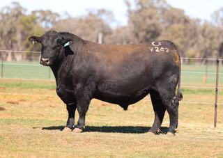 Full clearance for Clunie Range Angus as buyers dig deep for structure and carcase