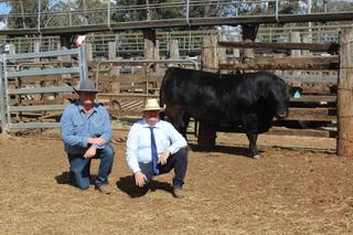 Former Ekka champion bull makes top price at Jen-Daview invitational sale