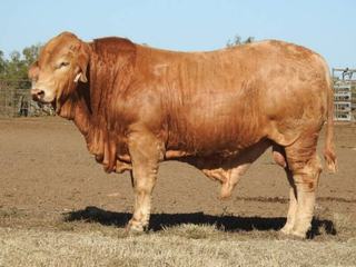 Trio each reach $14,000 to top the Huntington Brisbane Valley Charbray sale
