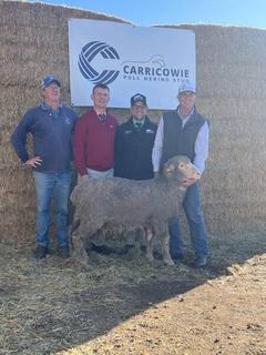 Loyal local buyer returns to snap up top price ram at Carricowie sale