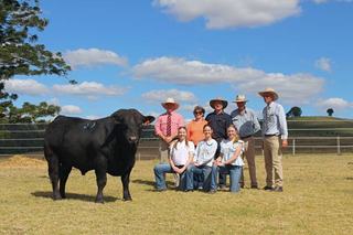 Commercial producer gets top-priced bull at 2026 Limousin genetics bull sale