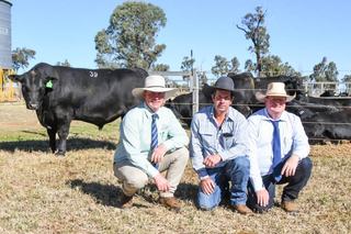 Top-price Raff Angus bull to take Darling Downs stud in a new direction
