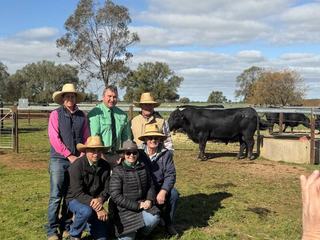Carcase traits and US sires a winning mix for buyers at Waitara 20th sale