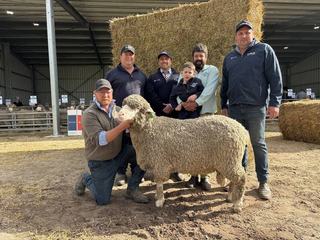 Glenlea Park Poll Merino stud celebrates 50th ram sale with golden result