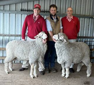 Callowie Poll Merino auctions back with helmsman on-property at Bordertown