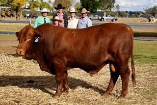 Commercial producers get top-price bull at 2026 Seifert Belmont Reds sale