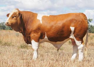 Karragarra Simmental bulls show operation's consistency and quality