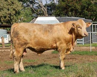 Top of $13,000 for Black Duck Charolais Invitational Bull Sale
