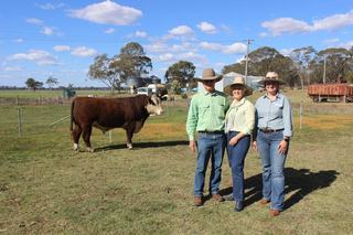 Producers invest in softness and low birth weight at Remolea Hereford sale