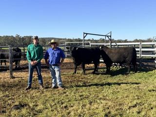 Seven bulls share top-price honours at Narranmore's annual Angus bull sale