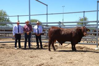 Queenslander earns an extra bale of hay, thanks to Bullamakinka's Longreach sale