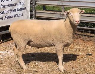 Genetic traits that get lambs 'out the gate' top Felix Rams sale
