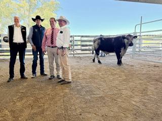 Heavy interstate interest has Minnamurra Speckle Park bulls head across Australia