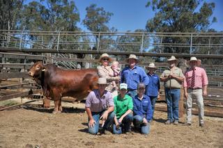 Confidence in Droughties high as Bunya Bull Sale average jumps by 29 per cent