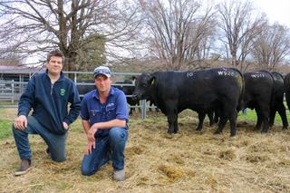 Spring bull sale record set at Reiland for curve-bending future stud sire