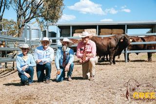 Strong repeat demand for Cree Santa Gertrudis bulls at Thangool sale