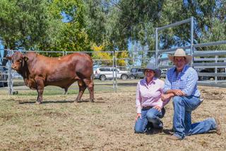 Jamally and Annabranch studs share top price honours at Dawson Valley Santa sale