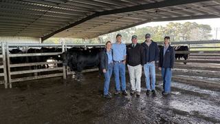 Pathfinder's top bull heads to Texas in stud's first Victorian spring sale
