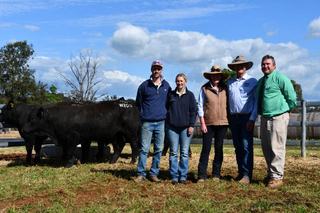 Impressive top price marks Wormbete Simmentals' first fully-black bull sale