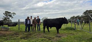 Leawood Angus clears 96 per cent of bulls as top price reached five times
