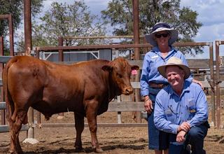 Repeat buyers support Tremere Pastoral's high-performing composite bulls