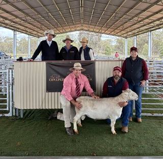 Four rams reach equal-top price for a Conapaira result driven by repeat business