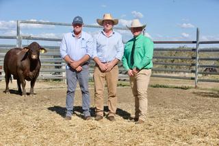 Young Santa bulls top the buying at Santa Central sale at Clifton