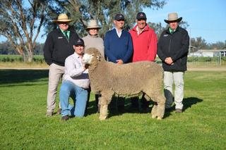 'Huge, long ram' with profit-driving fleece lifts Lachlan Merino results