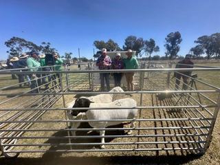 High clearance rate for hardy sheep at Nyngan Dorper and White Dorper sale