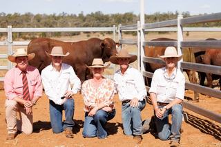 Repeat buyers drive Greenup Eidsvold Station bull sale to complete clearance