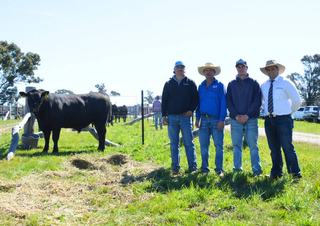 'All-rounder' bulls capture bidding attention at Witton Angus on-property sale