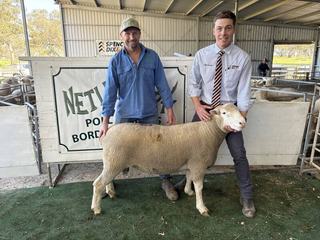 Netley Park posts record average in Poll Dorsets, strong Border ram result