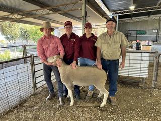 'Nerve-wracking': Majella's new owners take Poll Dorset operation into new era