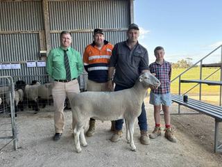 Pinnacle stud provides exceptional value rams in debut sale