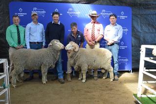 Standout AI sire prepares to leave mark on industry following Koonwarra sale