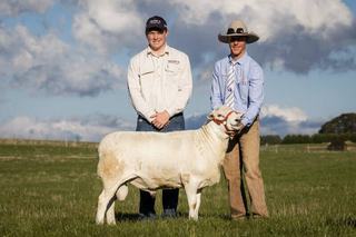 Buyers travel for three days to attend 13th Tattykeel Australian White sale