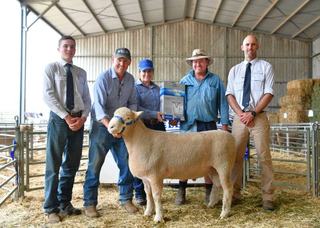 Ewes hit record as Abelene Park welcomes back Victorian buyers in a big way