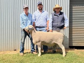 Solid top at joint Greywood, Roseville Park ram fixture as young breeder doubles down
