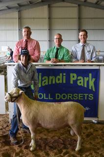 Late decision to add potential stud sire pays off for seller and buyer