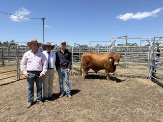 'Buyers grab ... a good commercial bull at a good price': Central Reds sale