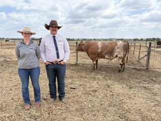 Commercial producers push this year's Marellan Shorthorn sale average up 24pc