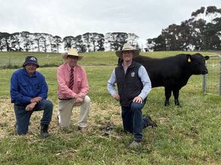 Post-sale activity strong after clearance struggles at Bowmont bull sale