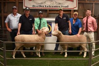 Strong competition for the top Border Leicester and Poll Dorset at Glencorrie