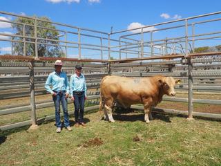 Top-priced Charolais bulls heading into central Queensland stud duties
