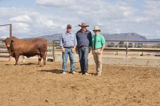 Wide geographical support for Cardona Santa Gertrudis bull sale at Blackwater