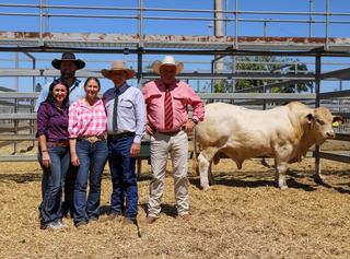 How sire consistency drove a new Charbray record at national sale at CQLX