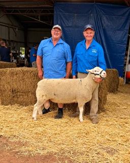 Strong bidding at Anden drives high UltraWhite and White Suffolk interest
