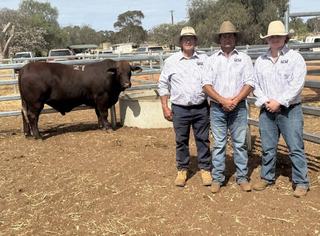 Paddock preparation pays off as Santa Gertrudis bulls hit $46k at Condobolin