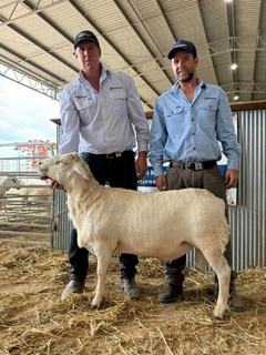 Low-maintenance genetics push Gamadale Australian White sale to a $6500 top
