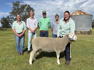'Best draft of rams' adds up to more lots sold at Kelly Poll Dorsets